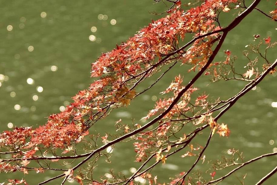 嵐山 桂川の紅葉