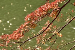 嵐山 桂川の紅葉