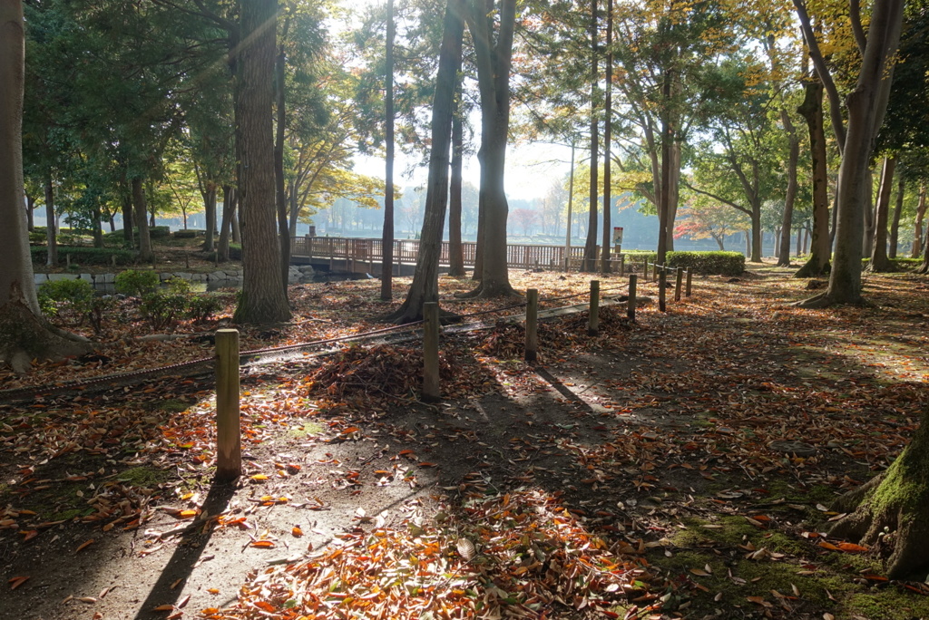 朝の公園、11月初頭