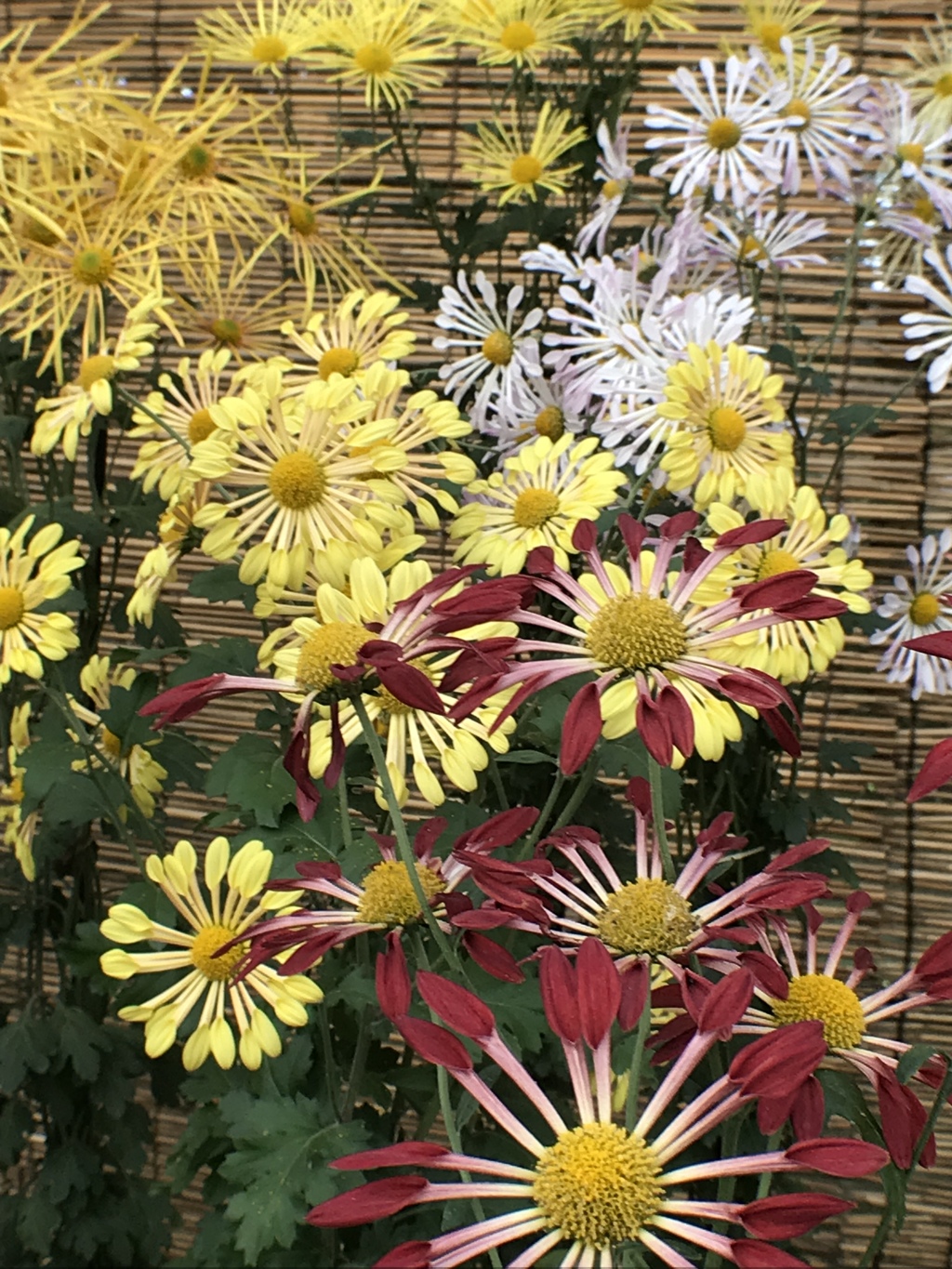 菊三昧No.10