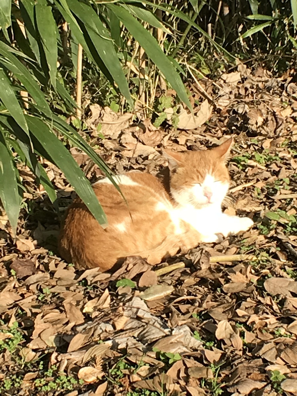 植物宛の癒し猫