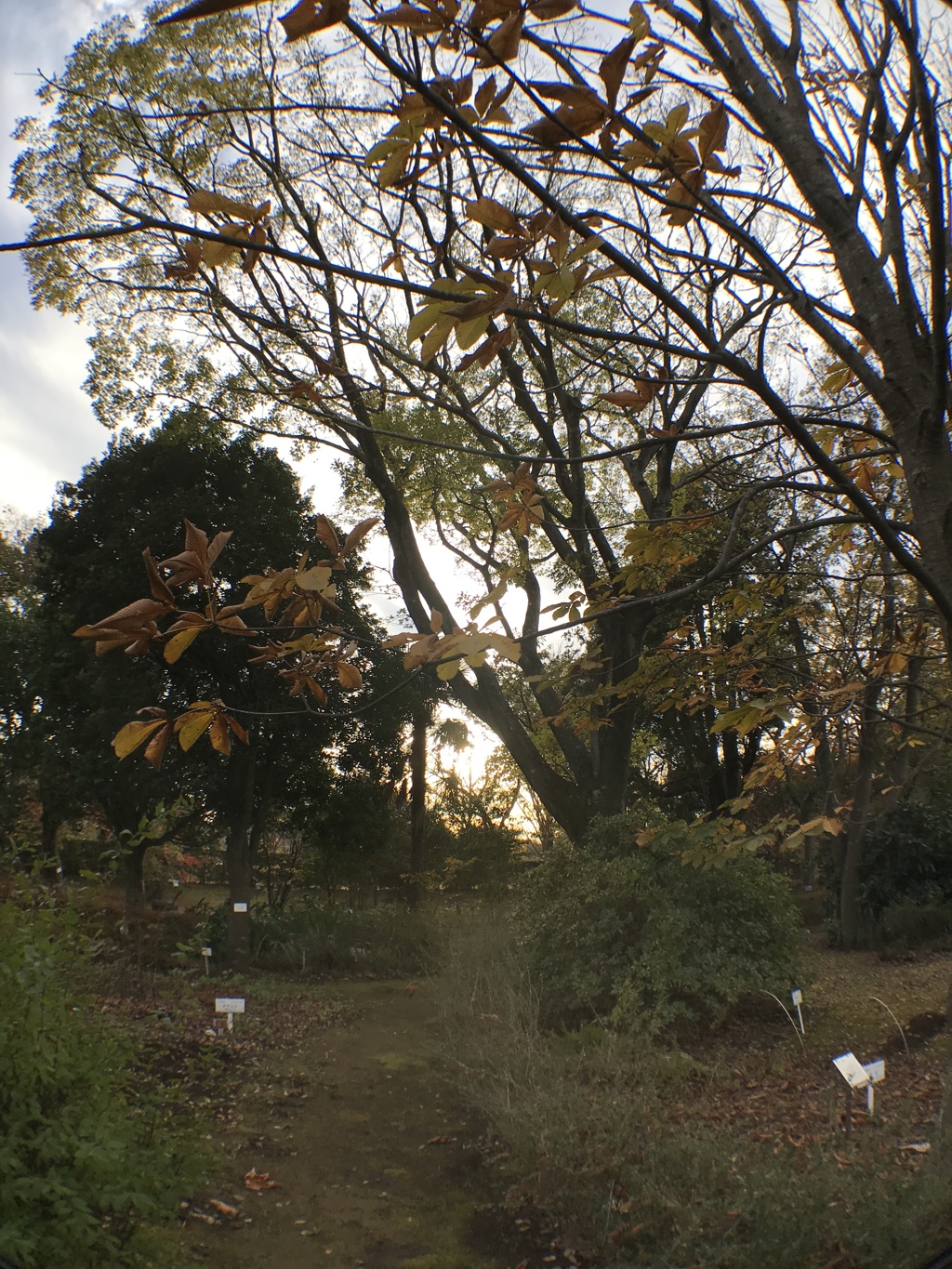 植物宛にて