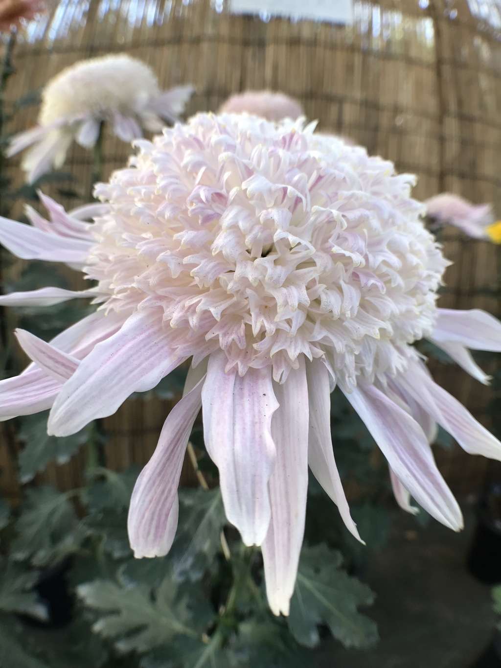 菊三昧で楽しみました！何枚か続きます（汗）