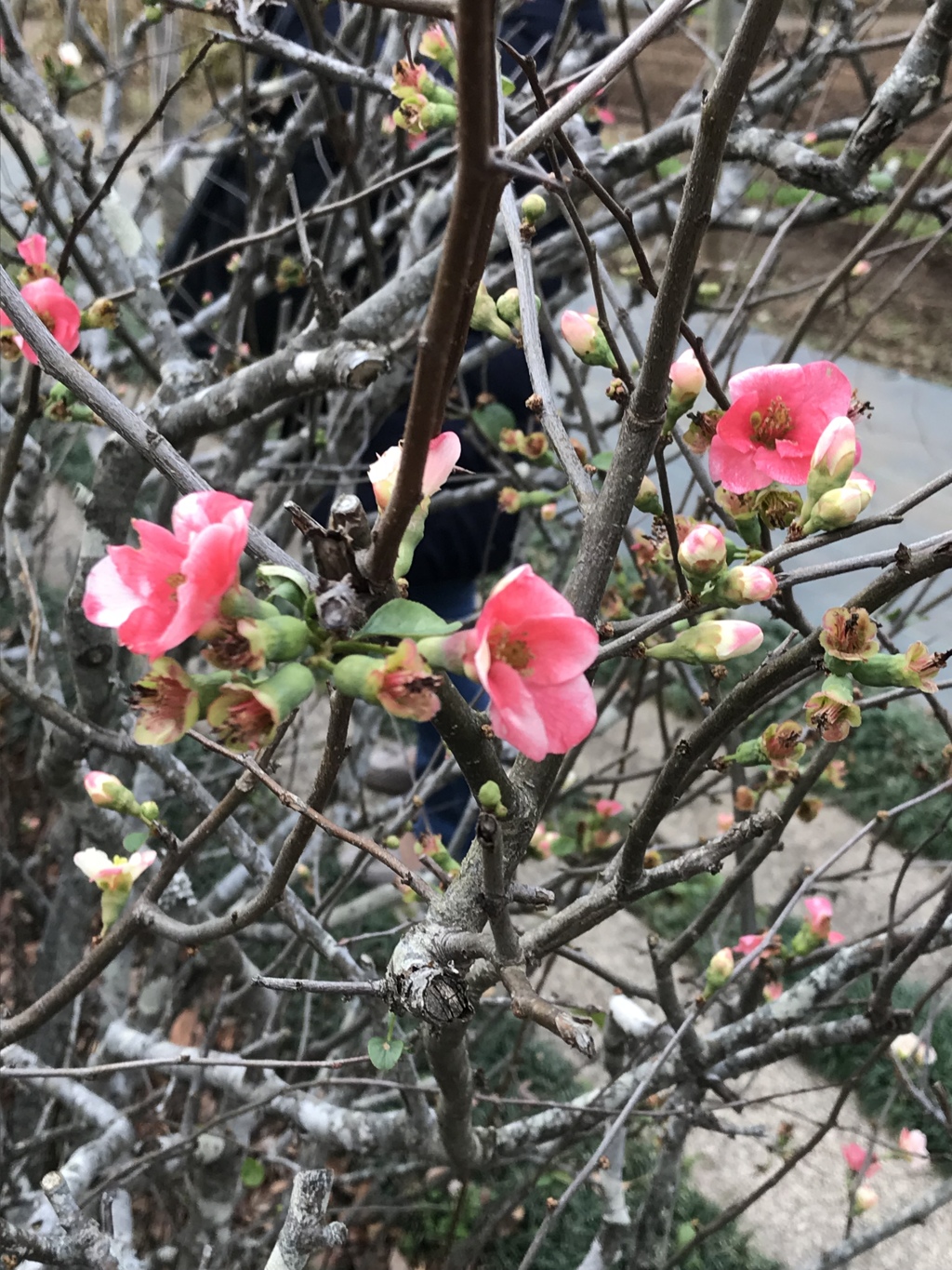 ボケの花