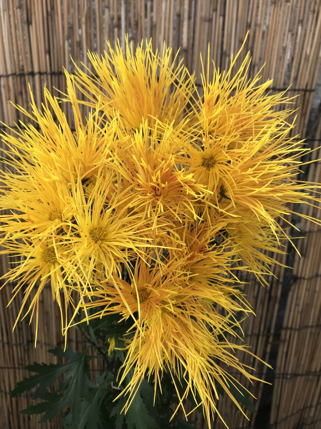 菊三昧No.4