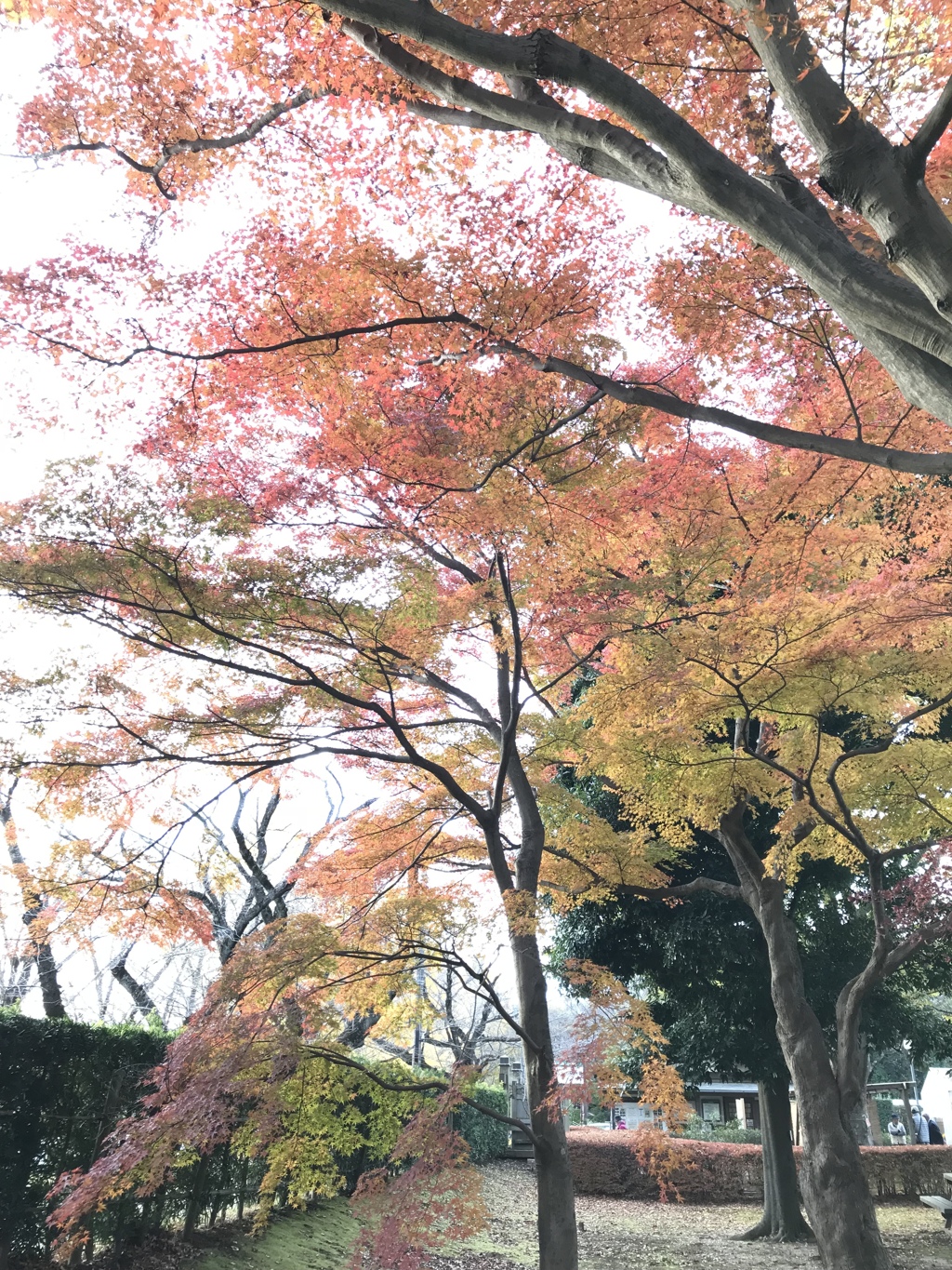 紅葉もありました