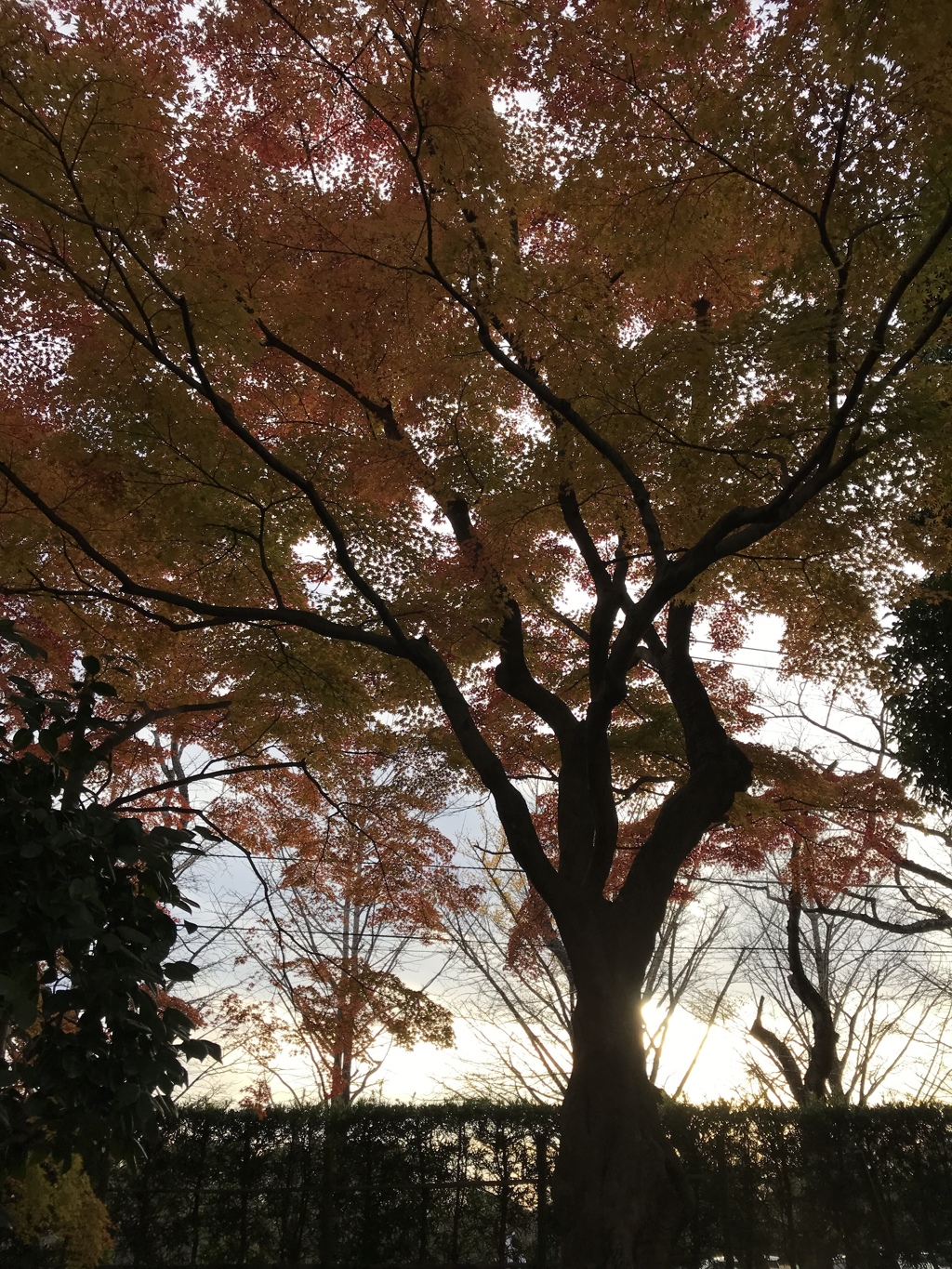 もう少し植物苑にての続き