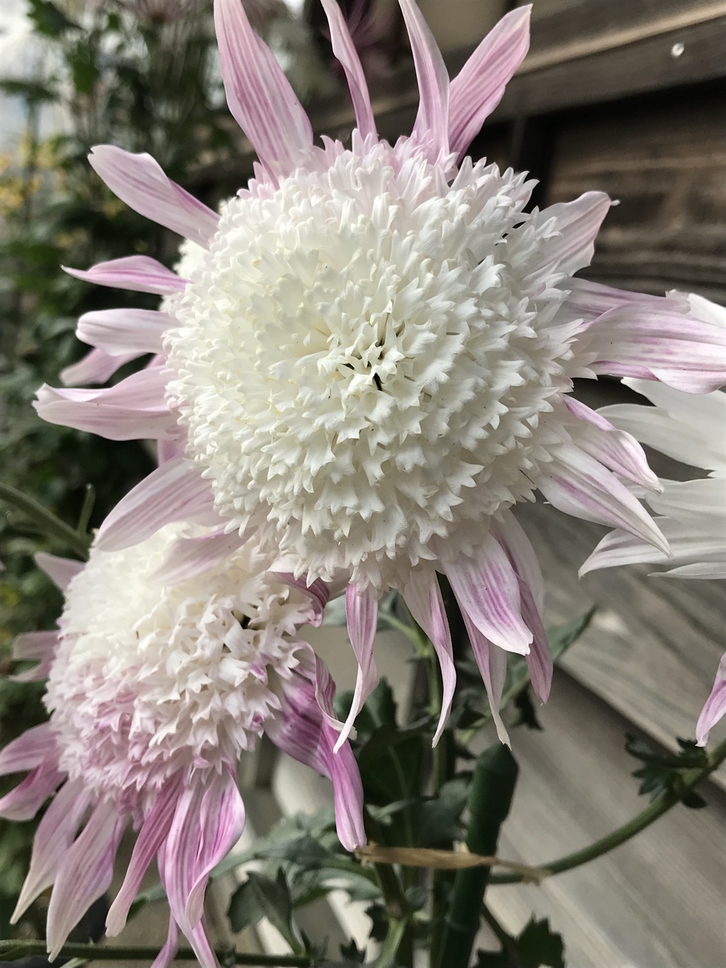 菊三昧No.8