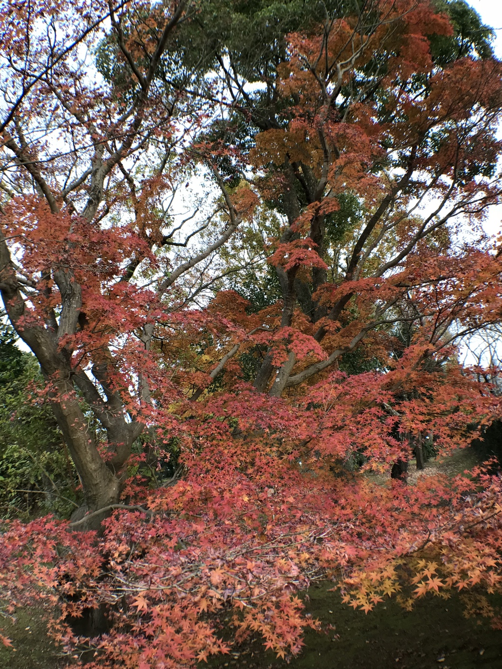 紅葉でおわりにします