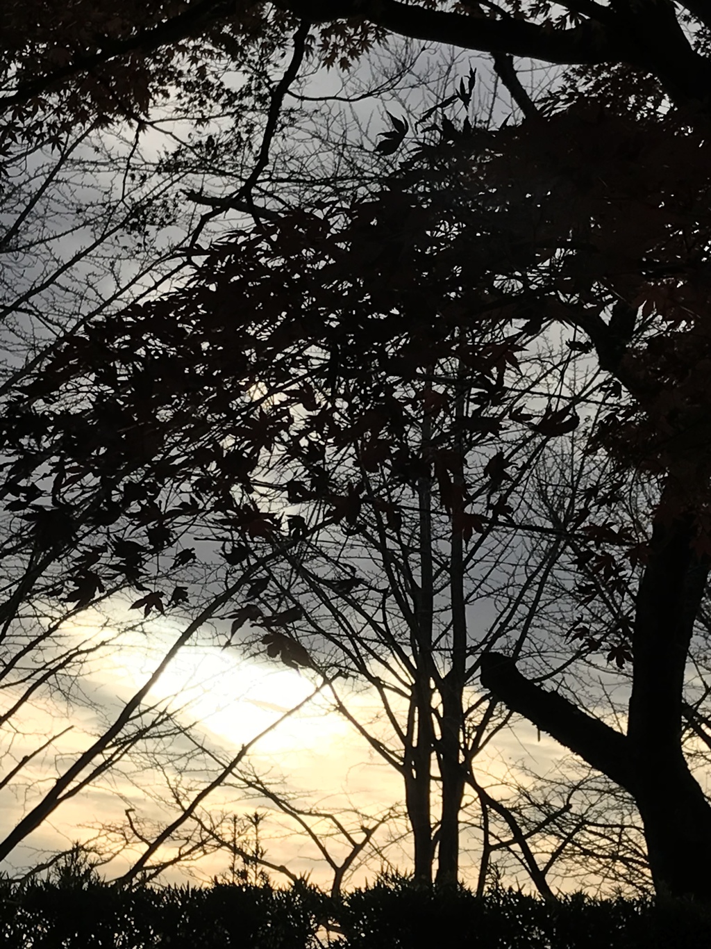 木々の夕暮れ時