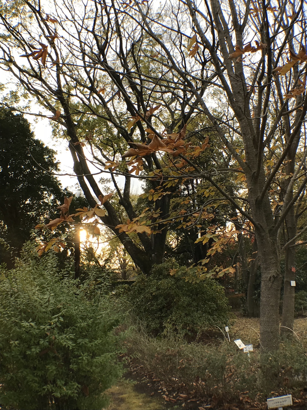植物宛にて