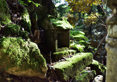 両子寺の苔