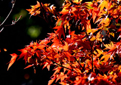 魔林峡の紅葉