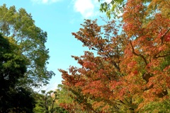 紅葉の始まり