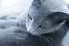 お猫様