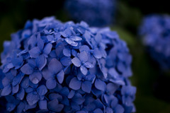 紫陽花