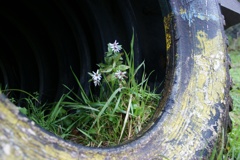 タイヤと花