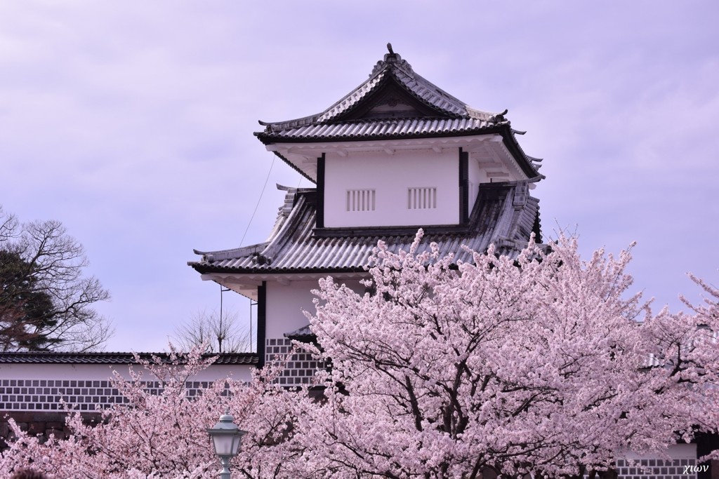 春高楼の花 参