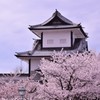 春高楼の花 参