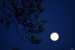 春の月_白木蓮04