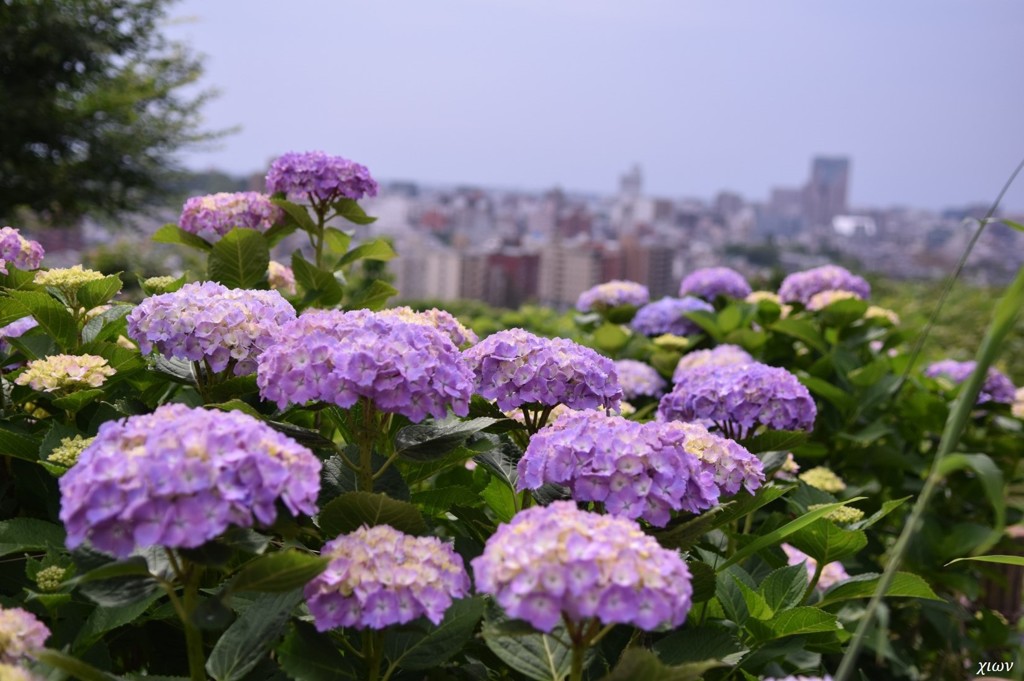八仙花11