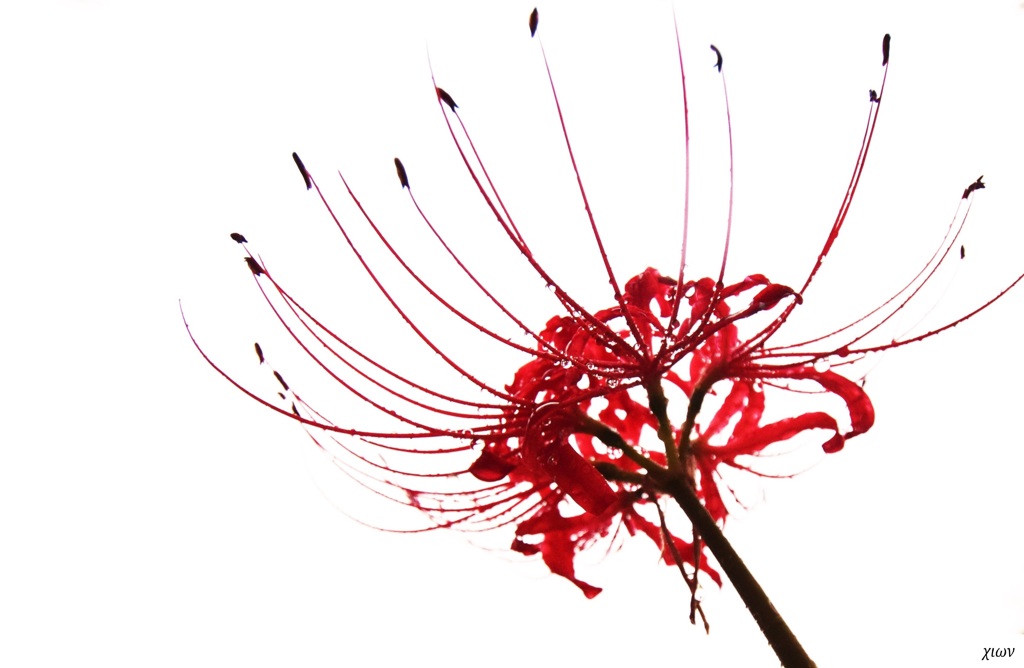 狐花 素