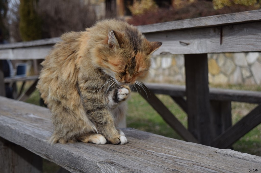 猫 弐