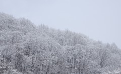 雪持ち 03