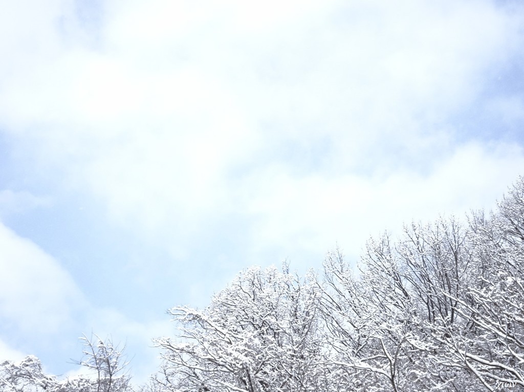 雪持ち 04