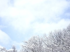 雪持ち 04