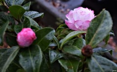 山茶花梅雨 弐