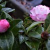 山茶花梅雨 弐