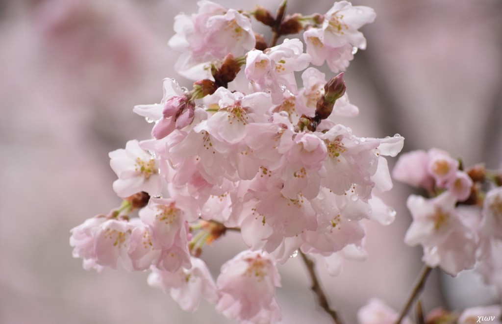 桜雨 壱