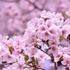 光のどけし 陸
