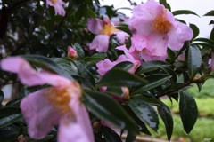 山茶花梅雨 壱