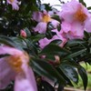 山茶花梅雨 壱