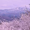 春高楼の花 伍