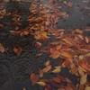 秋霖 壱