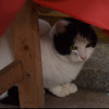 猫 参