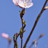 光のどけし 壱