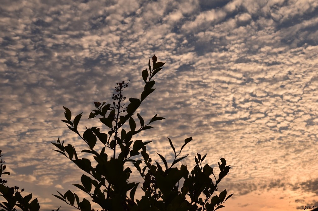 茜雲