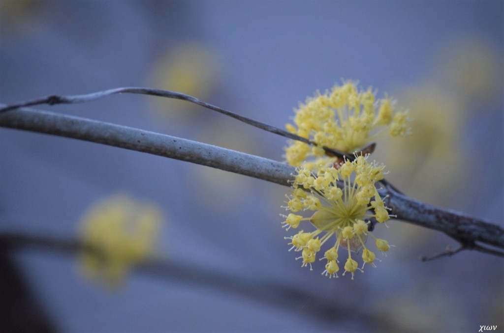 花山茱萸