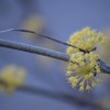 花山茱萸