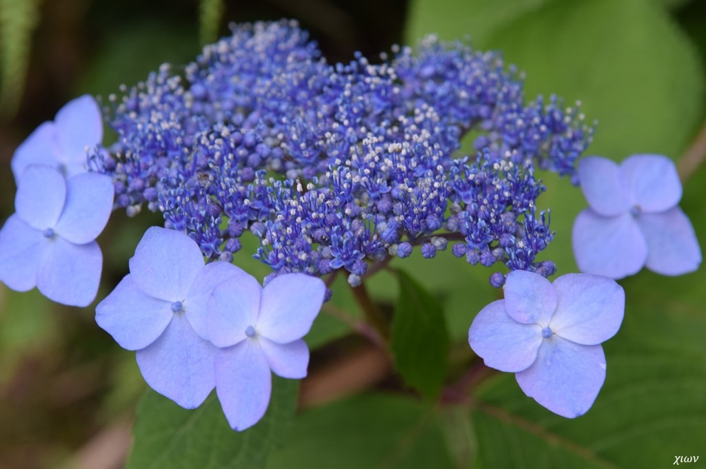 八仙花_山紫陽花