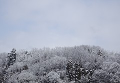 雪持ち 02