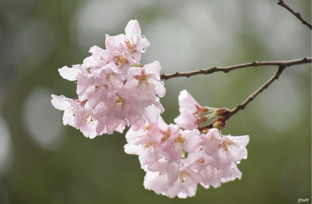 桜雨 弐