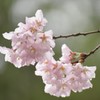桜雨 弐