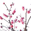 春を謳え_紅梅