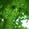 椛 肆