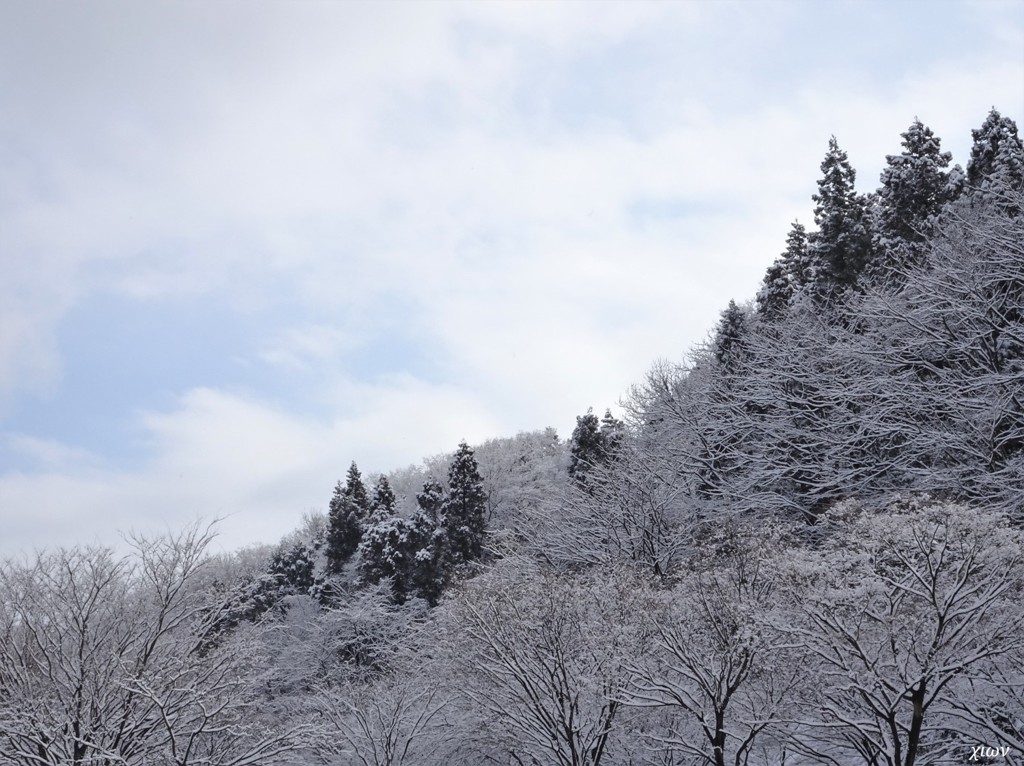 雪持ち 01